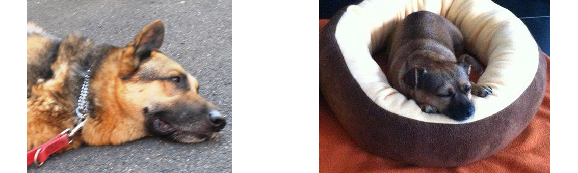 Boby & Pusi sind heute einfach nur glücklich. 