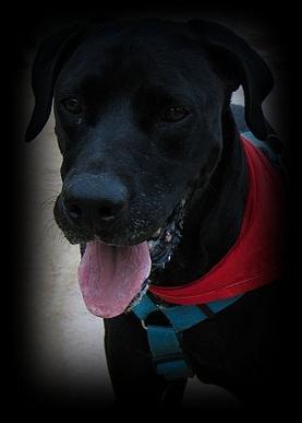 Conan starb an einem Hirntumor. 