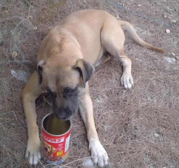 Fee haben wir (zusammen mit Toffy) im Wald gefunden. Toffy konnte vermittelt werden. Fee wartet noch auf ihre Chance. 