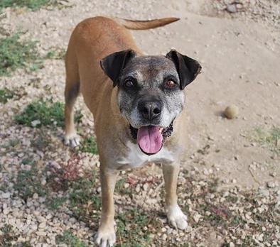 Die süsse Maus sucht ein Zuhause. 