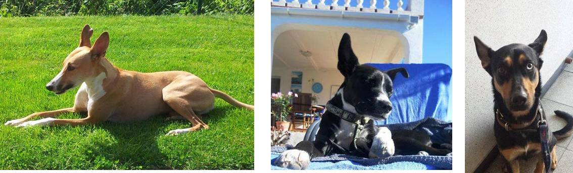 Auch Gino, Betun & Berma leben heute glücklich in ihren Familien. 