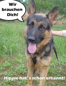 Hippie würde sich auch über eine tolle Pflegestelle freuen. 