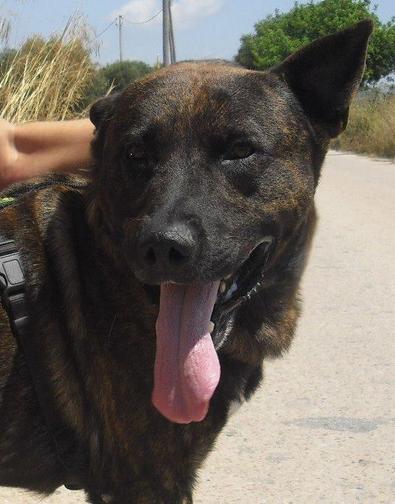 Indra wurde vom neuen Herrchen einfach eingeschläfert, ohne zuvor Tierheim & Tierschutzverein zu informieren. Er war kern gesund und wartete 4 Jahre im Tierheim auf ein Zuhause.