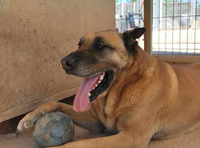 Kasper wartet noch im Tierheim Lingen auf ein Zuhause. 