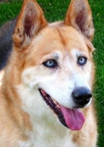 Loba hat es nach 2 schweren Operationen nicht mehr geschafft. 