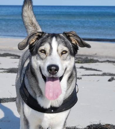 Loki lebt glücklich in Potsdam. 