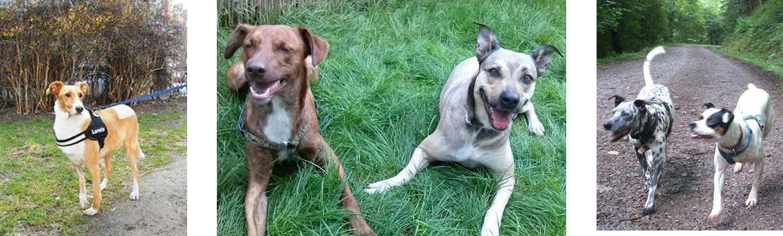Loreta, Esther (hier mit Nico) & Tao haben ein tolles Zuhause in Deutschland gefunden. 