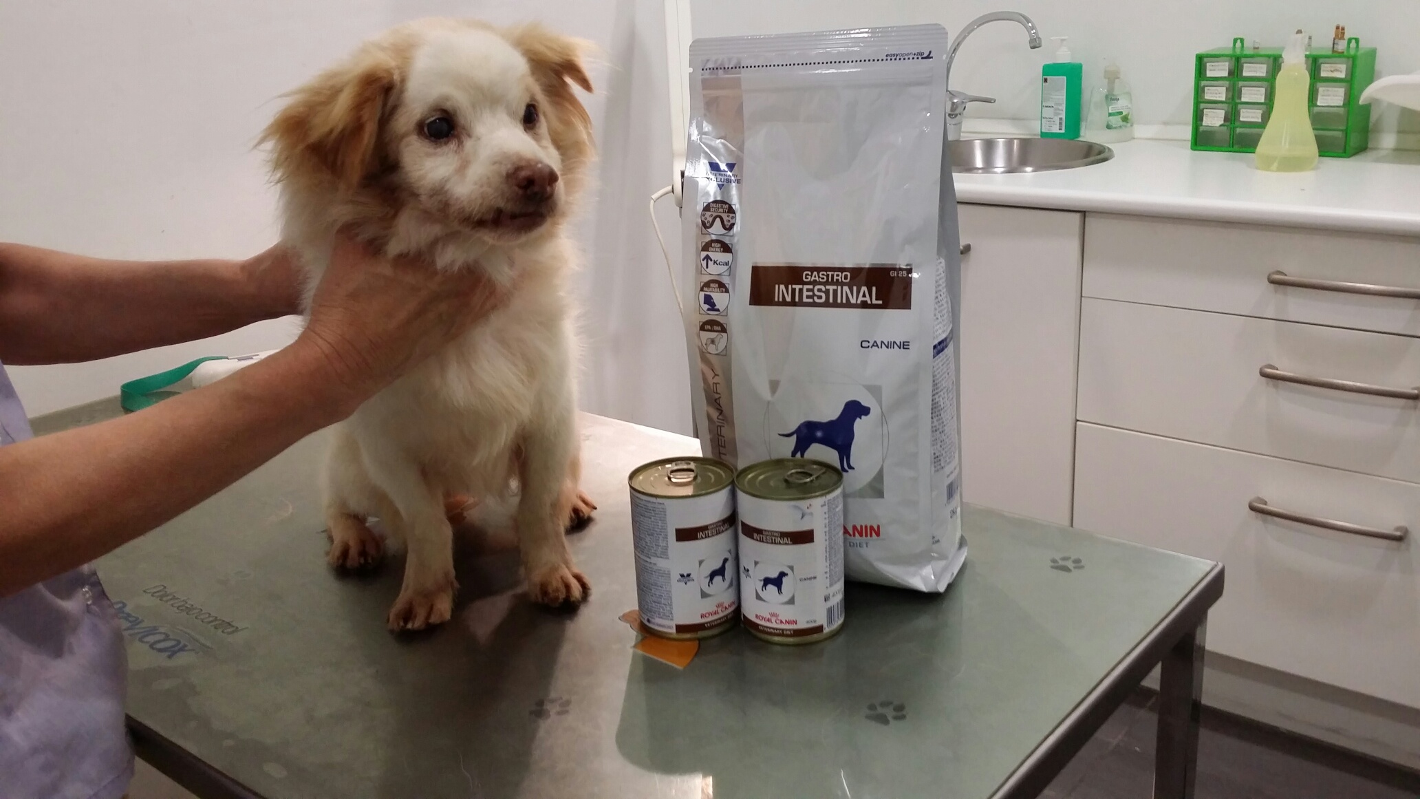 Der alte Opi Merlin hat´s leider nicht geschafft und verstarb am 04.12.2014. Aber er musste wenigstens nicht im Tierheim sterben. 