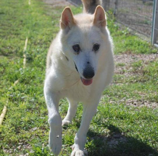 Noa verstarb im Mai 2017