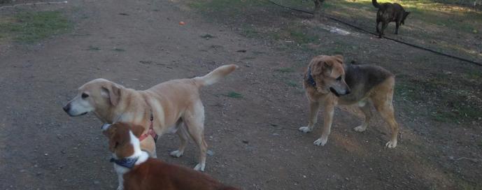 Die Tiere brauchen dich mehr denn je, denn die Kassen sind leer. 