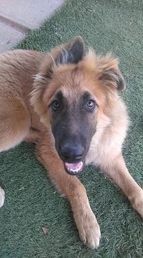 Yeiko, Rüde, geb. Februar 2017, sucht Zuhause. 