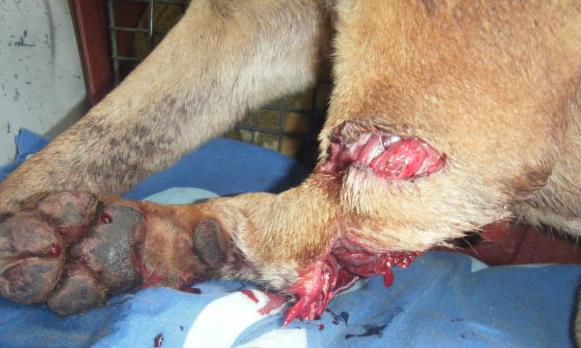 Mit Eisenschrott-präparierten Patronen (wie kleingeschnittenen Nägeln)  wurde Amor angeschossen. 