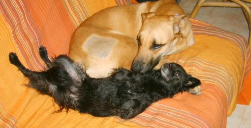 Amor in seinem Zuhause mit Ambar...