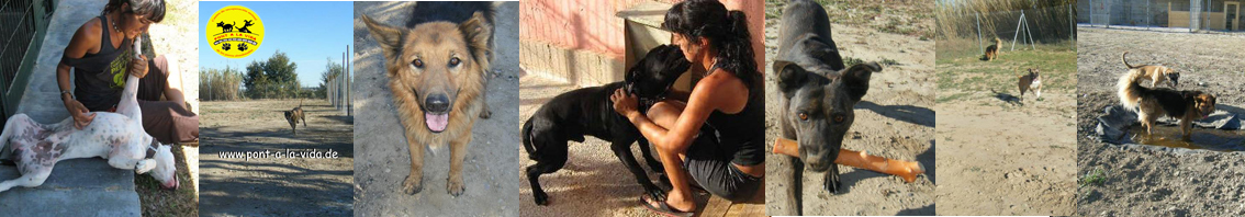 Pont a la vida - Die Brücke zum Leben. Tierschutz im Herzen Kataloniens