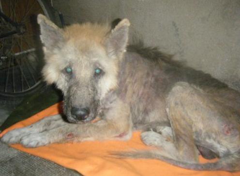 Help war dem Tode nah. Nur durch Patricias Fürsorge & Liebe konnte er überleben. Help lebt heute glücklich mit anderen Hunden und Katzen in Messingen (Deutschland). 