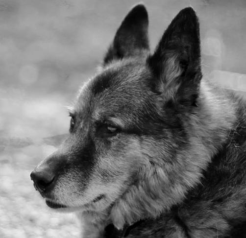 Sami ging auch 2015 auf die andere Seite der Regenbogenbrücke. 