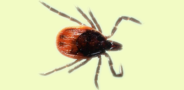 Zeckenbisse k&ouml;nnen Infektionen ausl&ouml;sen. 